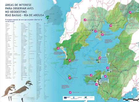 Imaxe Observando aves na Ría de Arousa