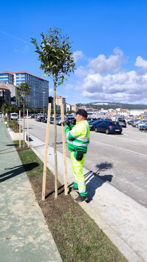 Imagen El Ayuntamiento de Ribeira sigue avanzando en la plantación de árboles en el municipio