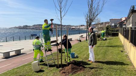 Imaxe O Concello de Ribeira inviste 4.967 euros en reverdecer varios espazos públicos