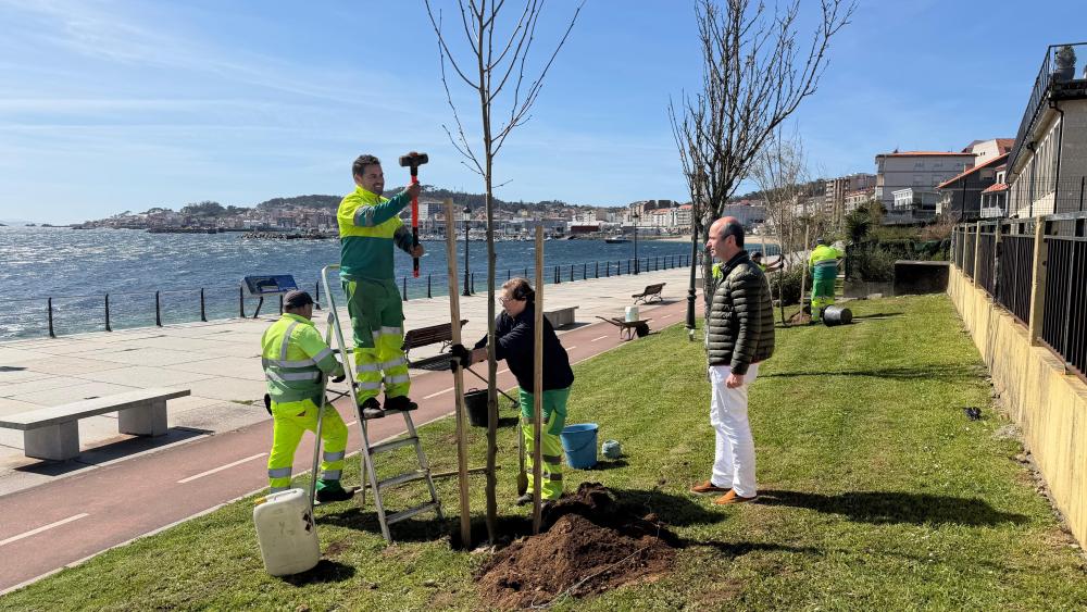 Imagen O Concello de Ribeira inviste 4.967 euros en reverdecer varios espazos públicos